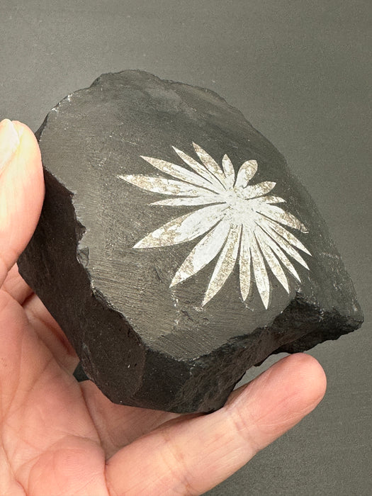 Chrysanthemum Stone - Various Options