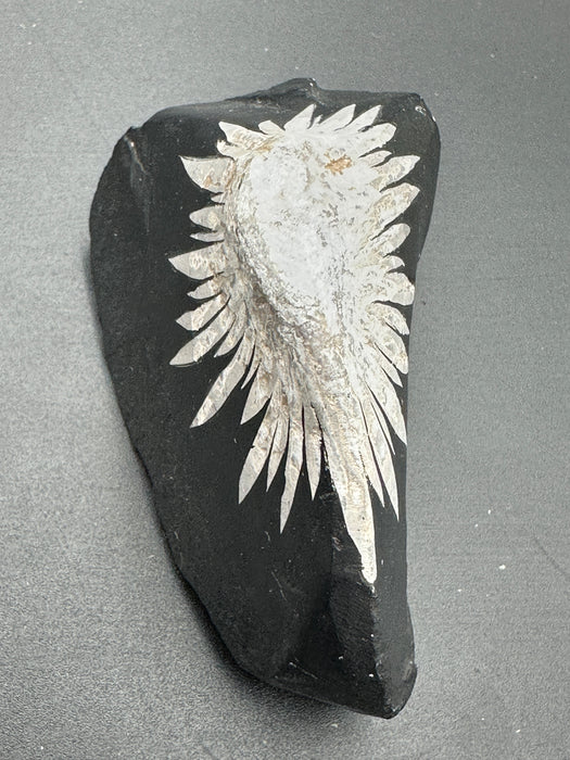 Chrysanthemum Stone - Various Options