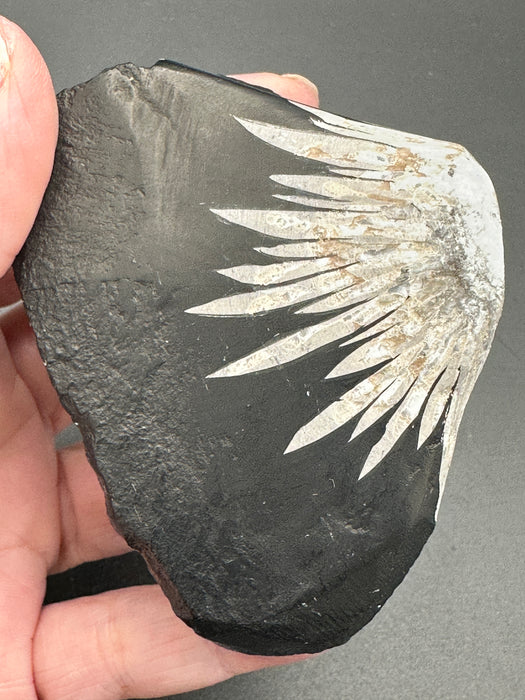 Chrysanthemum Stone - Various Options