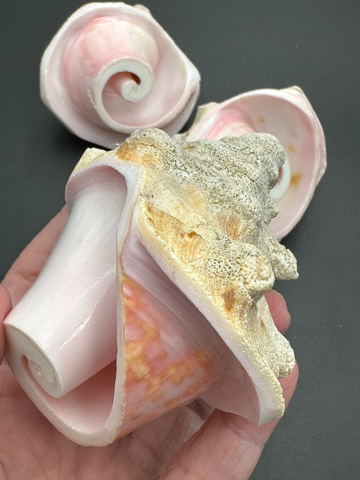 Pink Queen Conch Shell