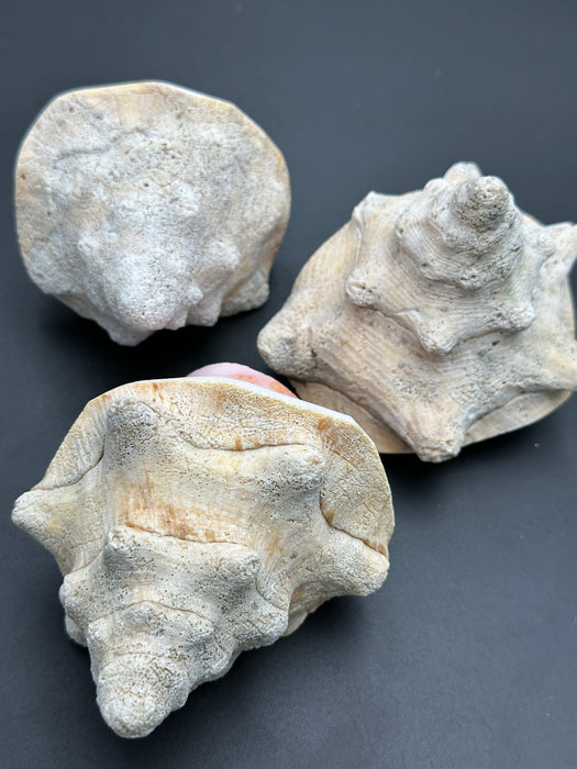 Pink Queen Conch Shell
