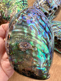 Abalone Shell - high quality polished - NZ