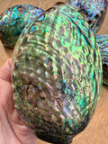 Abalone Shell - high quality polished - NZ