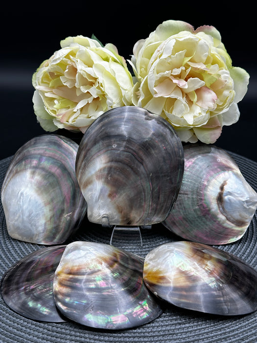 Black Mother of Pearl Shell