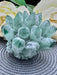 Green Phantom Quartz Seed Cluster Crystal