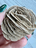 Desert Rose Specimen - Various Choices