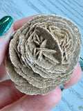 Desert Rose Specimen - Various Choices