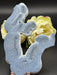 Blue Coral Jasper Slice Fossil