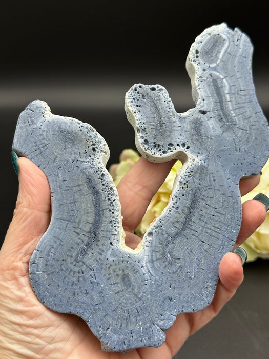 Blue Coral Jasper Slice Fossil