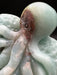 Gorgeous Blue Sky Opal Octopus on Rock Carving - self standing