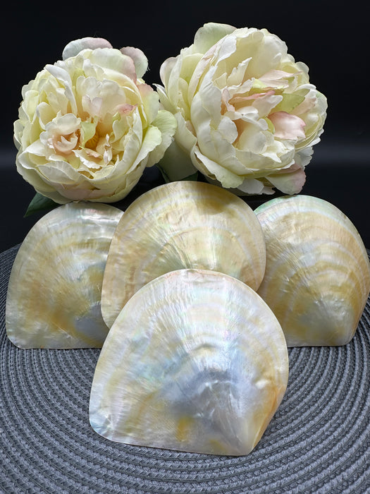 Golden Mother of Pearl Shell