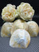 Golden Mother of Pearl Shell