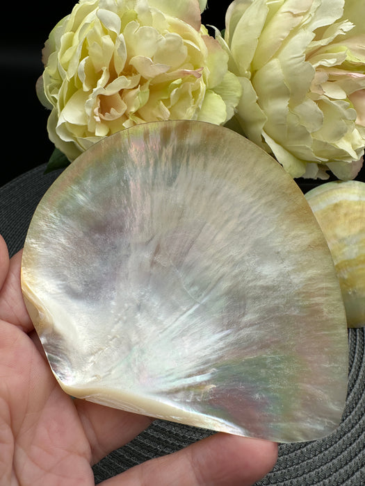 Golden Mother of Pearl Shell