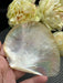 Golden Mother of Pearl Shell