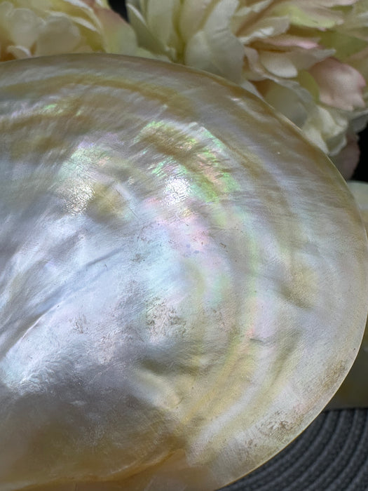 Golden Mother of Pearl Shell