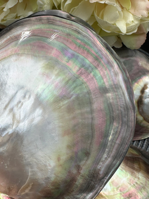 Black Mother of Pearl Shell