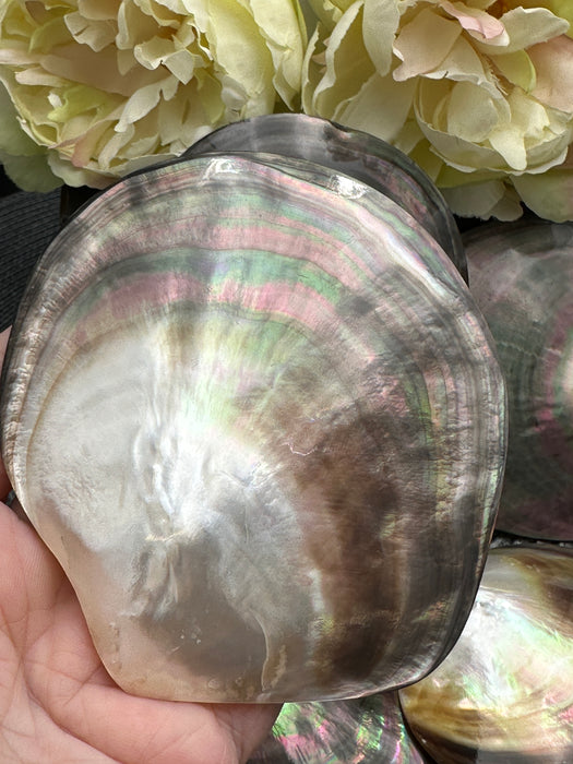 Black Mother of Pearl Shell
