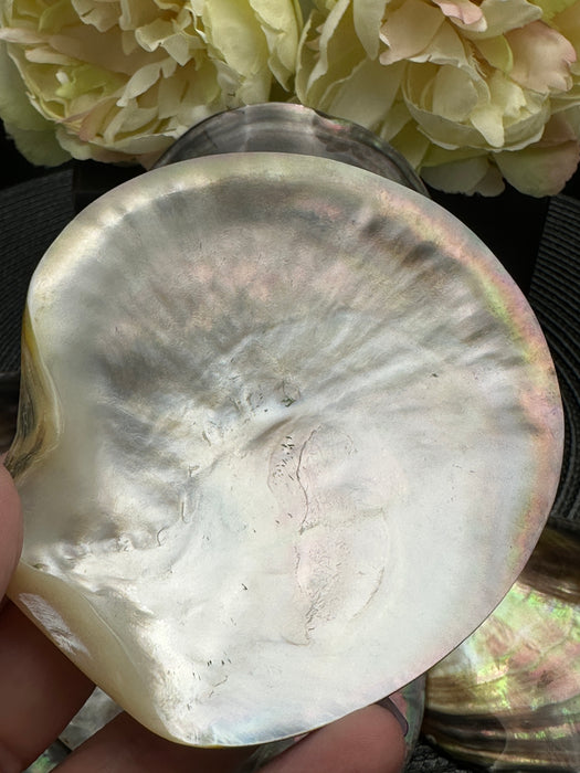 Black Mother of Pearl Shell