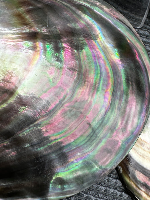 Black Mother of Pearl Shell