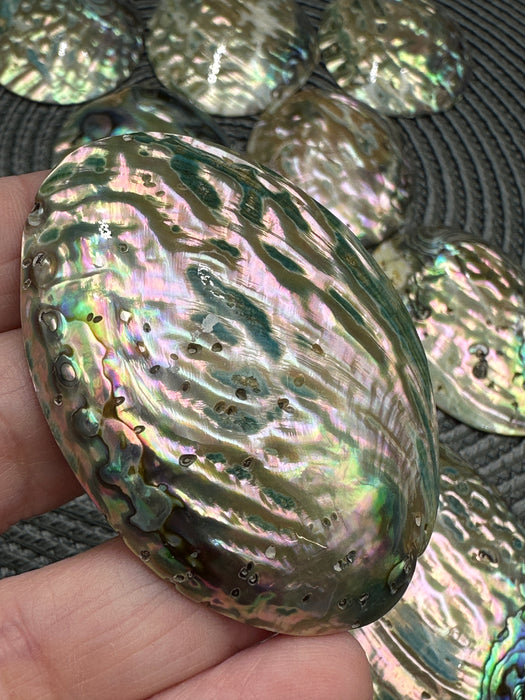 Mini Polished Abalone Paua Shells