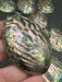 Mini Polished Abalone Paua Shells
