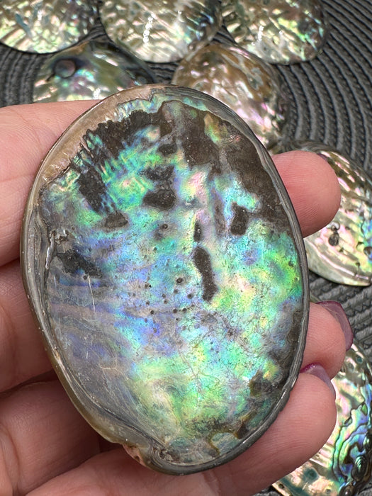 Mini Polished Abalone Paua Shells