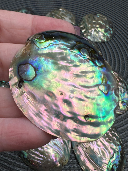 Mini Polished Abalone Paua Shells