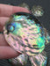 Mini Polished Abalone Paua Shells
