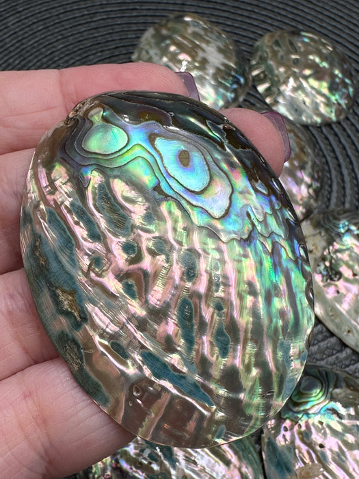 Mini Polished Abalone Paua Shells