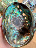 Abalone Shell - high quality polished - NZ