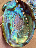 Abalone Shell - high quality polished - NZ