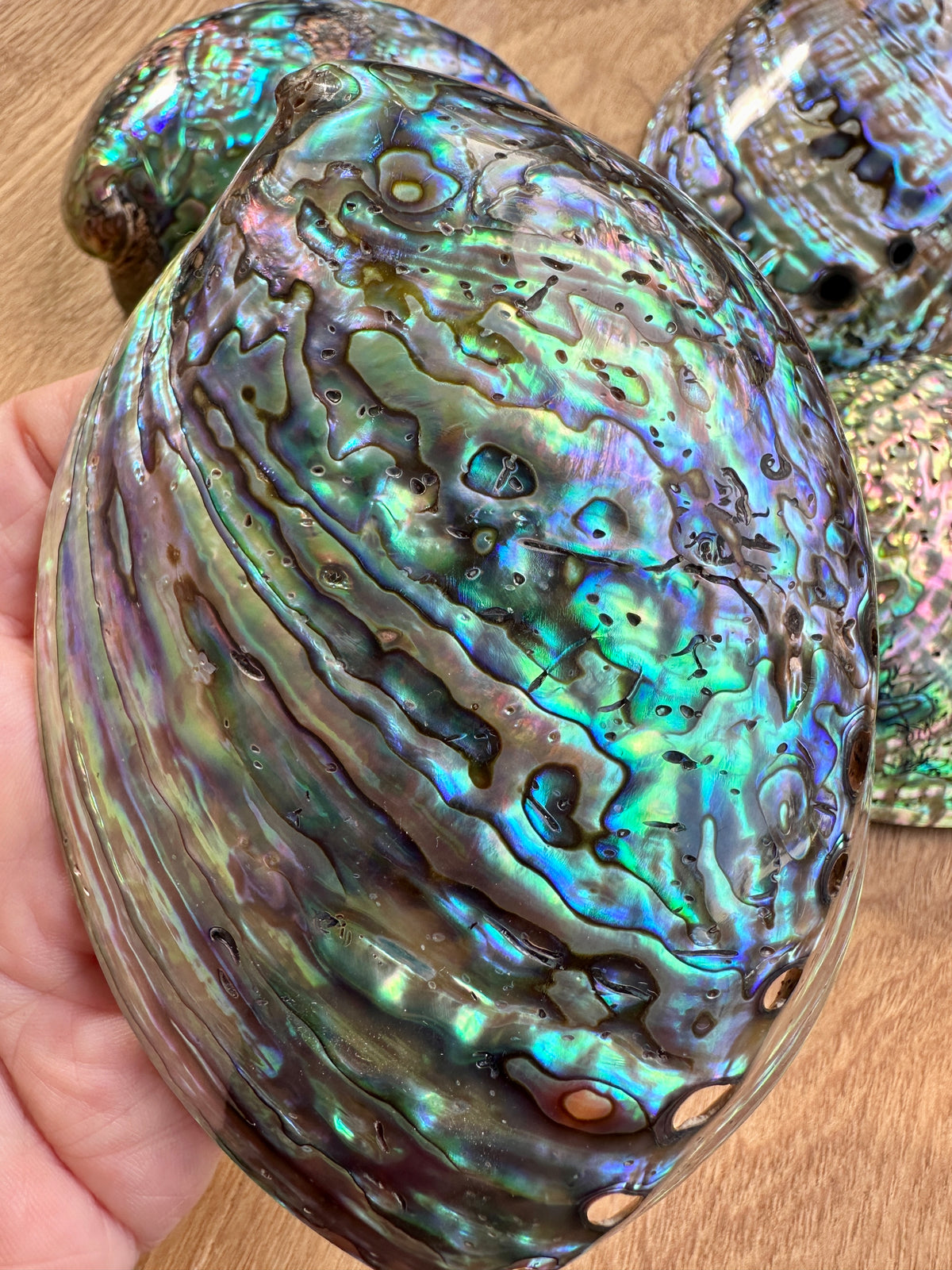 Abalone Shell - high quality polished - NZ — Crystal Sanctuary Australia