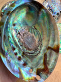 Abalone Shell - high quality polished - NZ