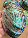 Abalone Shell - high quality polished - NZ