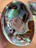 Abalone Shell - high quality polished - NZ