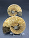 Ammonite Fossil Pair