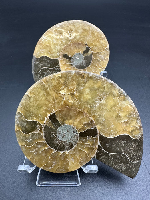 Ammonite Fossil Pair