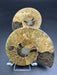 Ammonite Fossil Pair