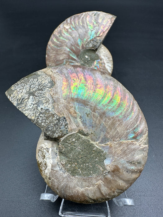 Ammonite Fossil Pair