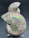 Ammonite Fossil Pair