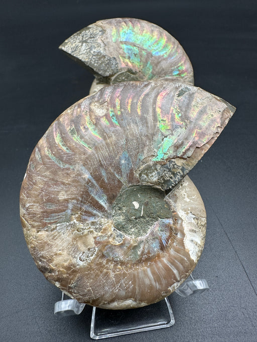 Ammonite Fossil Pair