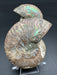 Ammonite Fossil Pair
