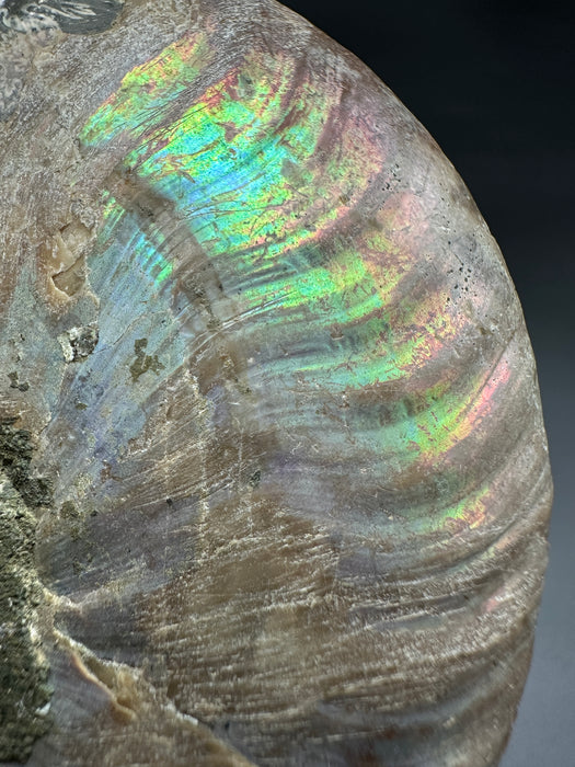 Ammonite Fossil Pair