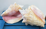 Rare Pink Queen Conch Shell Bracelet - 12mm