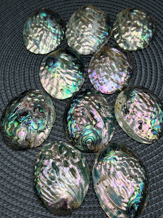 Mini Polished Abalone Paua Shells