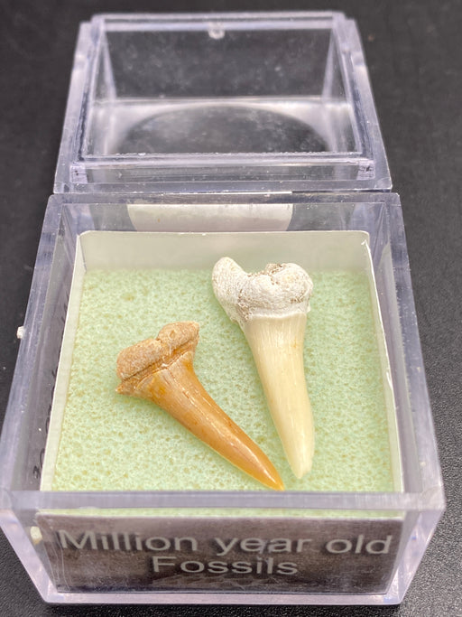 Shark Tooth Fossil