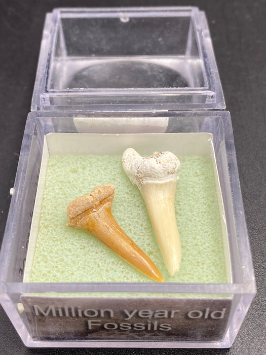 Shark Tooth Fossil