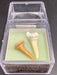 Shark Tooth Fossil