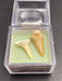 Shark Tooth Fossil