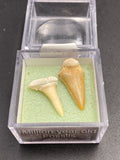 Shark Tooth Fossil